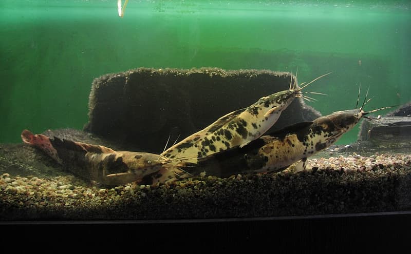 Walking Catfish (Clarias batrachus) — photo 2 of 5