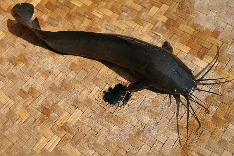 Walking Catfish (Clarias batrachus) — photo 3 of 5