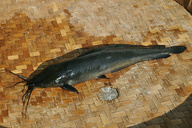 Walking Catfish (Clarias batrachus) — photo 4 of 5