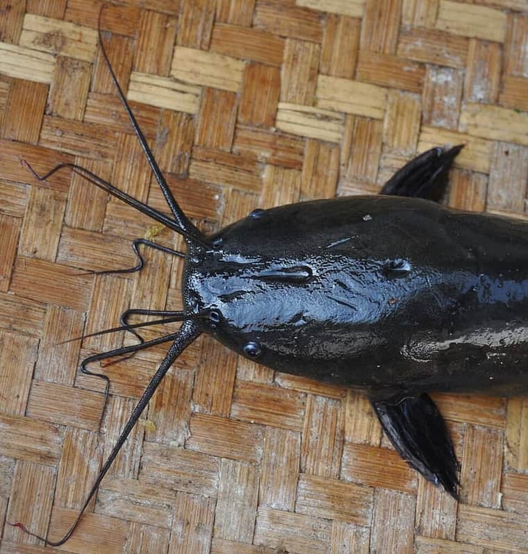 Walking Catfish (Clarias batrachus) — photo 5 of 5