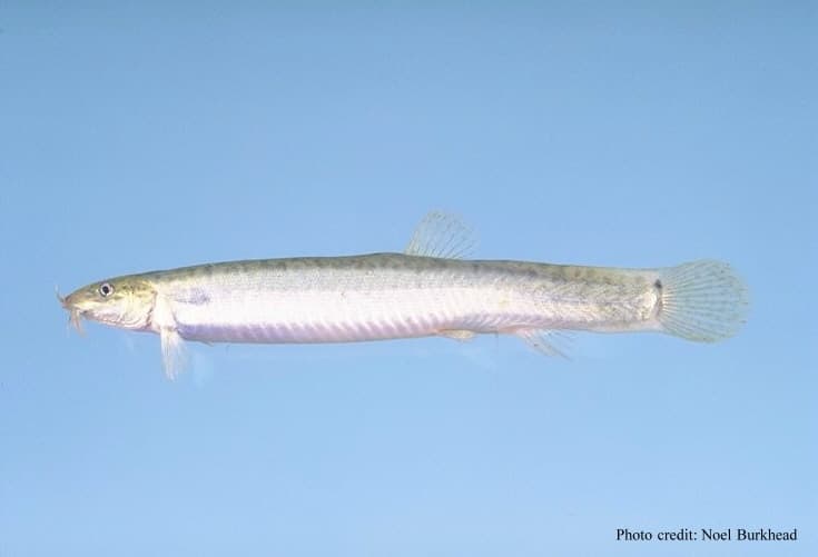 Weather Loach (Misgurnus anguillicaudatus) — photo 1 of 5