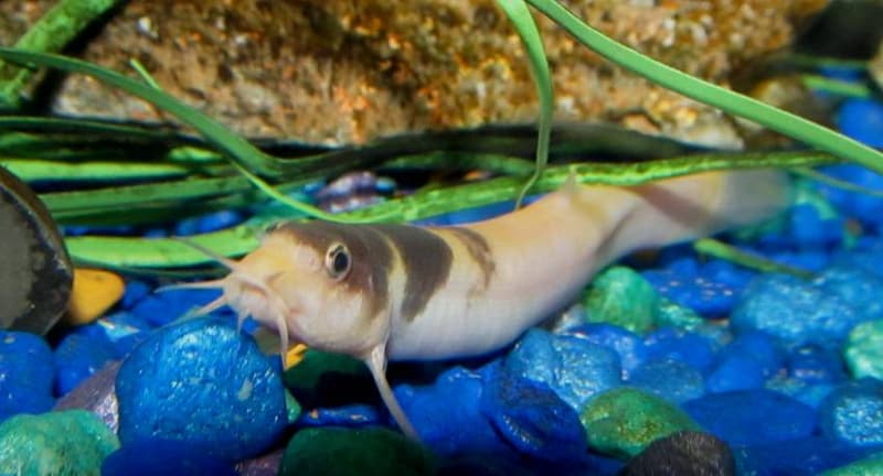 Weather Loach (Misgurnus anguillicaudatus) — photo 3 of 5
