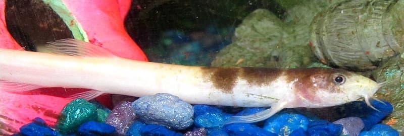 Weather Loach (Misgurnus anguillicaudatus) — photo 4 of 5