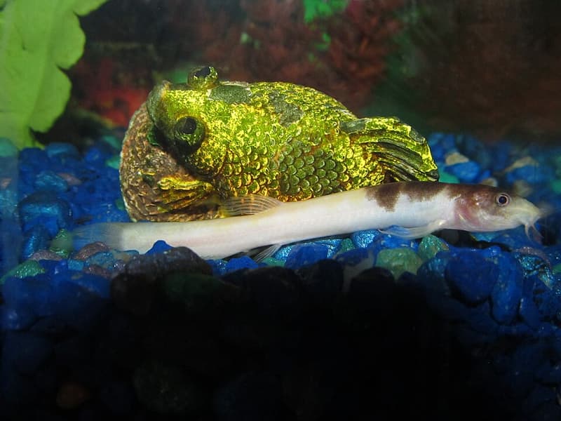 Weather Loach (Misgurnus anguillicaudatus) — photo 5 of 5