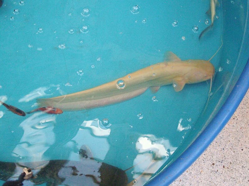 Wels Catfish (Silurus glanis) — photo 1 of 5