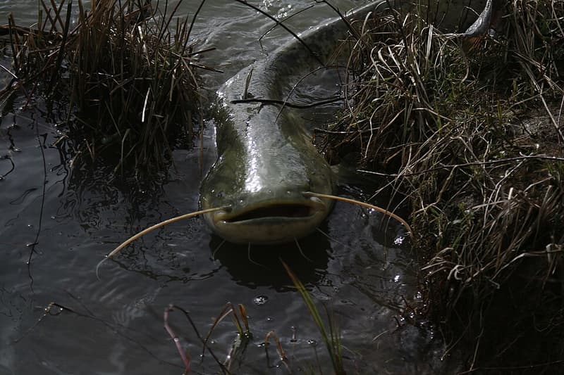 Wels Catfish (Silurus glanis) — photo 2 of 5