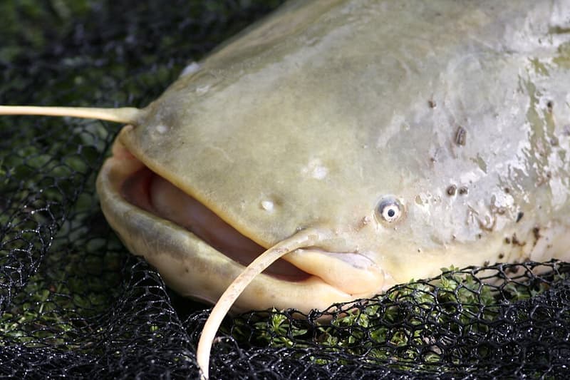 Wels Catfish (Silurus glanis) — photo 3 of 5