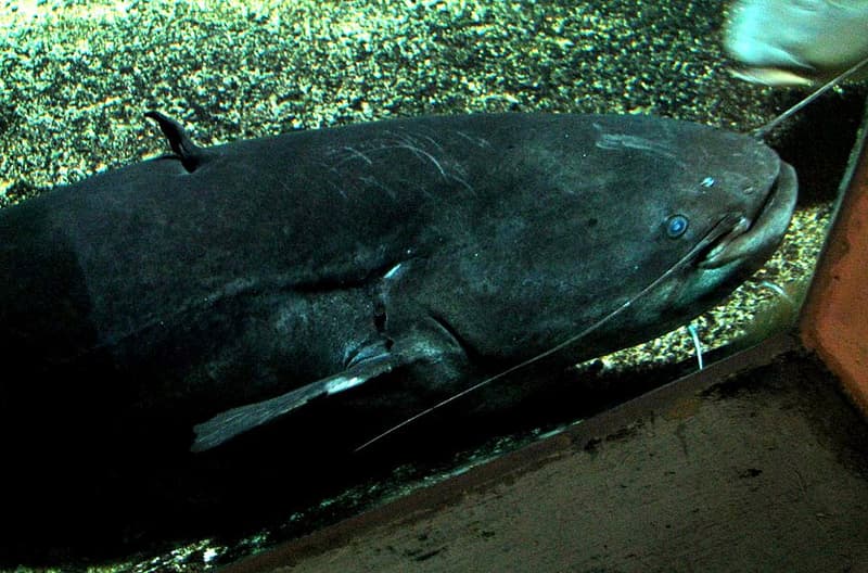 Wels Catfish (Silurus glanis) — photo 4 of 5
