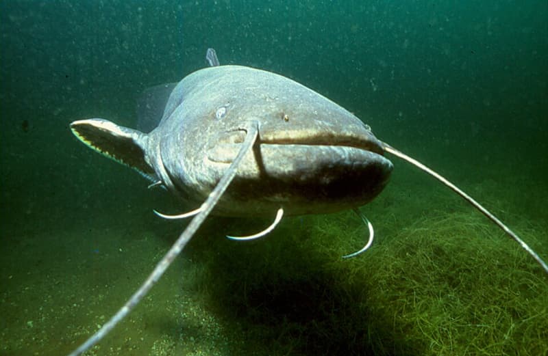 Wels Catfish (Silurus glanis) — photo 5 of 5