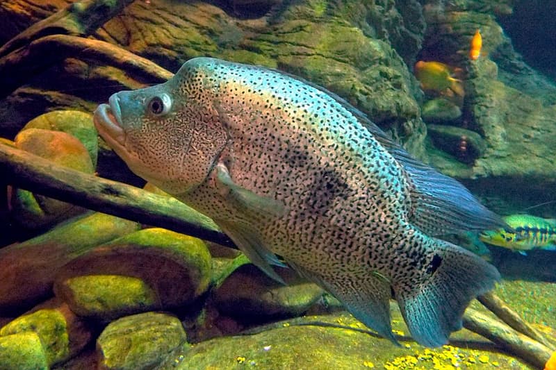 Wolf Cichlid (Parachromis dovii) — photo 1 of 2