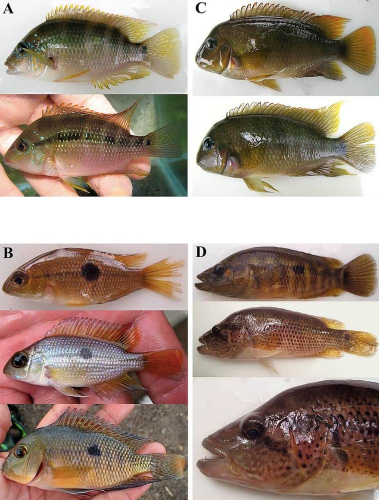 Wolf Cichlid (Parachromis dovii) — photo 2 of 2