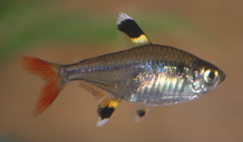 X-ray Tetra (Pristella maxillaris) — photo 1 of 4