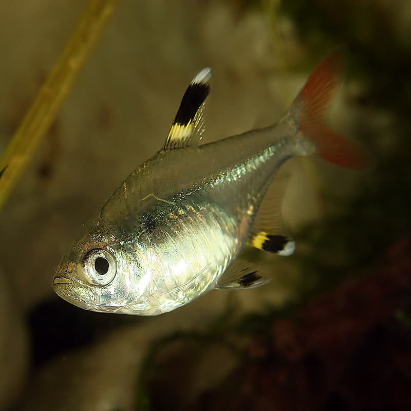 X-ray Tetra (Pristella maxillaris) — photo 2 of 4