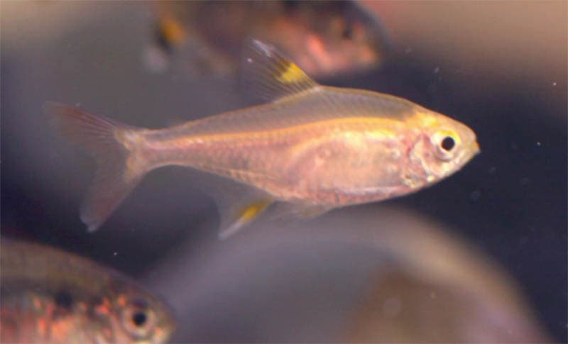 X-ray Tetra (Pristella maxillaris) — photo 3 of 4