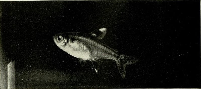 X-ray Tetra (Pristella maxillaris) — photo 4 of 4