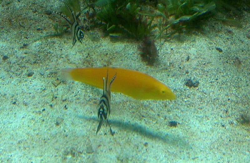 Yellow Coris Wrasse (Halichoeres chrysus) — photo 1 of 5