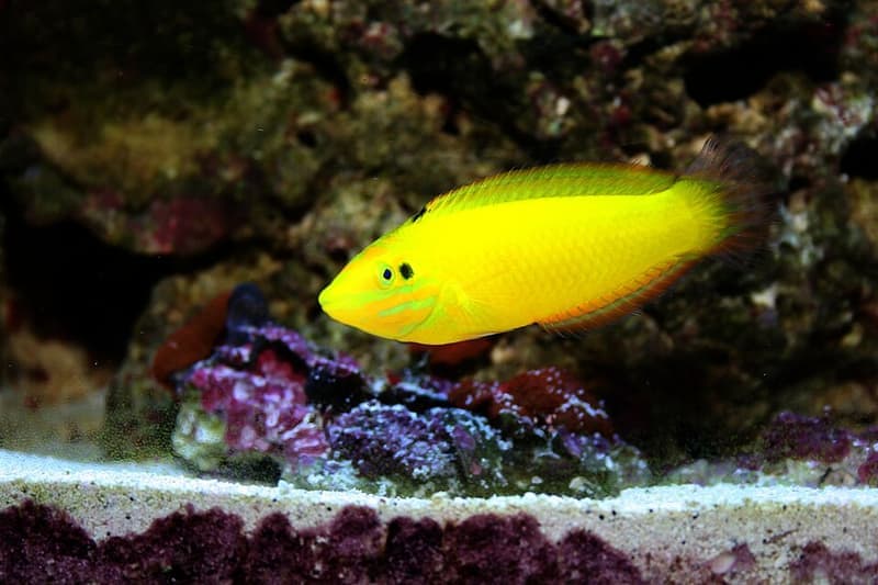 Yellow Coris Wrasse (Halichoeres chrysus) — photo 2 of 5