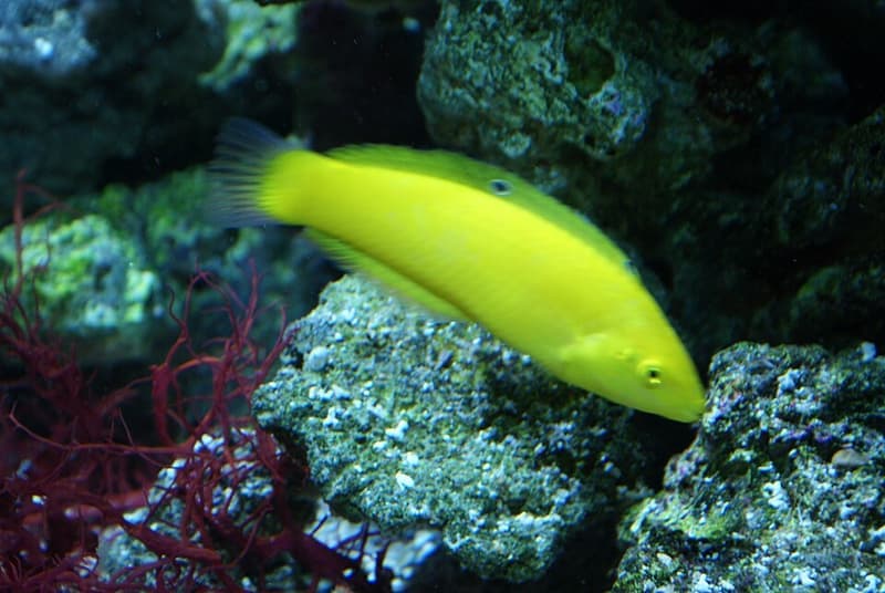 Yellow Coris Wrasse (Halichoeres chrysus) — photo 3 of 5