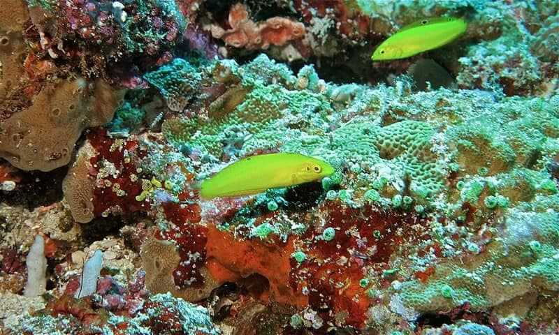 Yellow Coris Wrasse (Halichoeres chrysus) — photo 4 of 5
