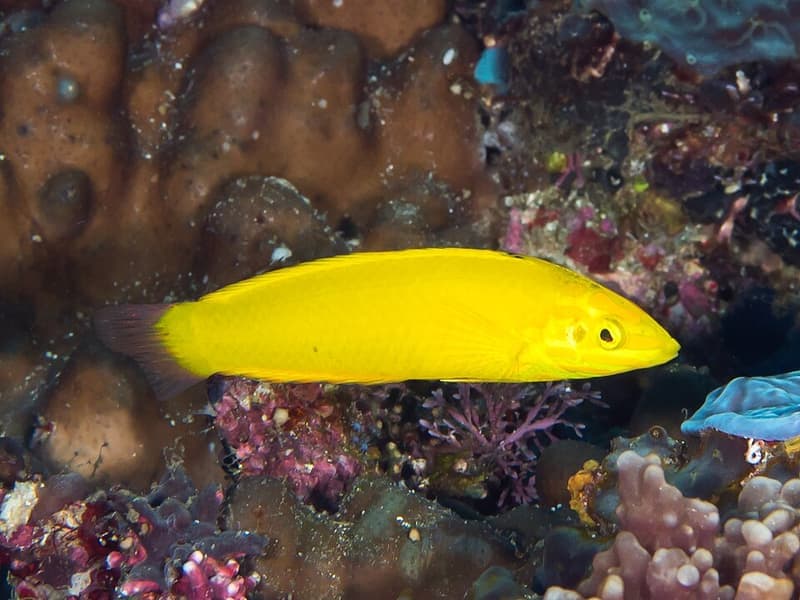 Yellow Coris Wrasse (Halichoeres chrysus) — photo 5 of 5