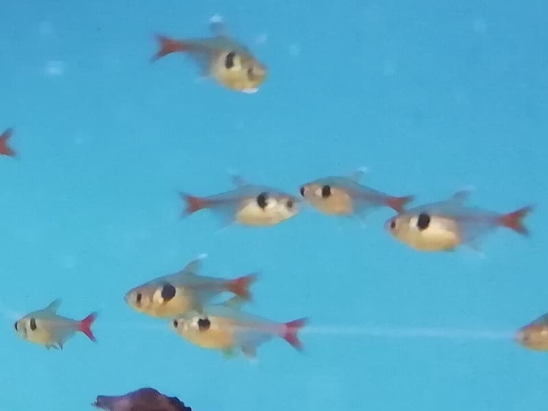 Yellow Phantom Tetra (Hyphessobrycon roseus) — photo 1 of 2