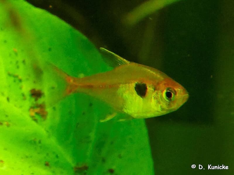 Yellow Phantom Tetra (Hyphessobrycon roseus) — photo 2 of 2