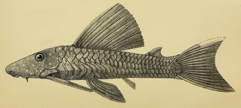 Yellow-spotted Pleco (Hypostomus margaritifer) — photo 1 of 2