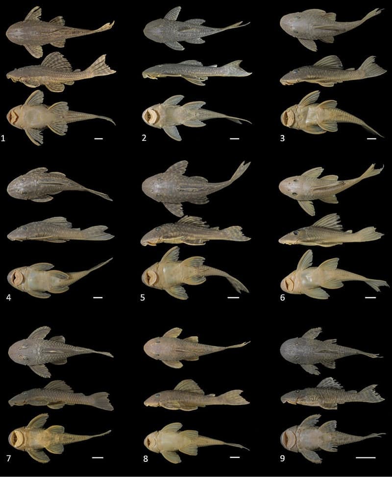Yellow-spotted Pleco (Hypostomus margaritifer) — photo 2 of 2