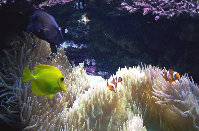 Yellow Tang (Zebrasoma flavescens) — photo 1 of 5