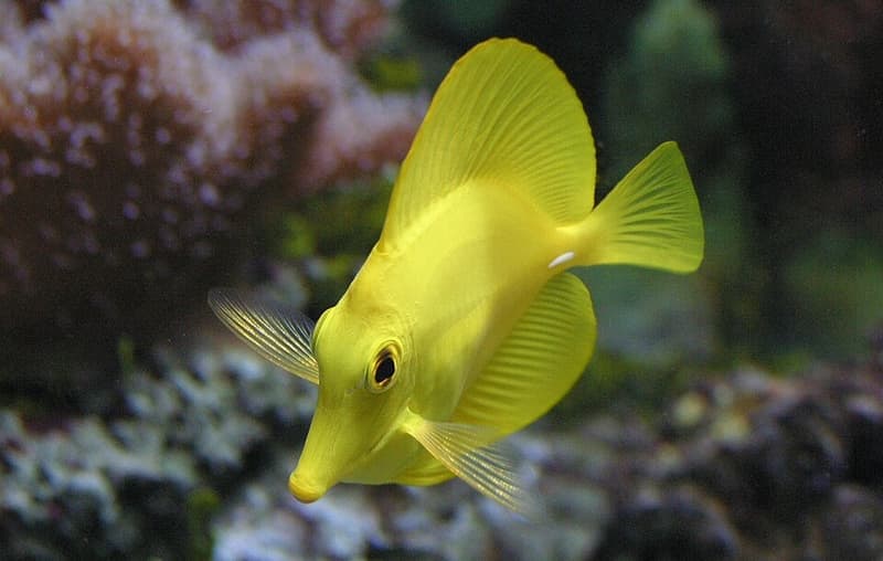Yellow Tang (Zebrasoma flavescens) — photo 2 of 5