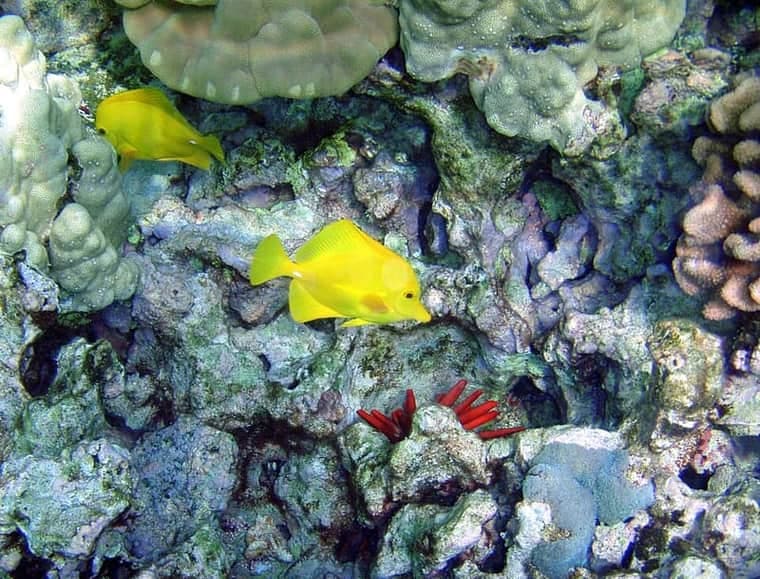 Yellow Tang (Zebrasoma flavescens) — photo 3 of 5