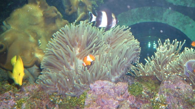Yellow Tang (Zebrasoma flavescens) — photo 4 of 5