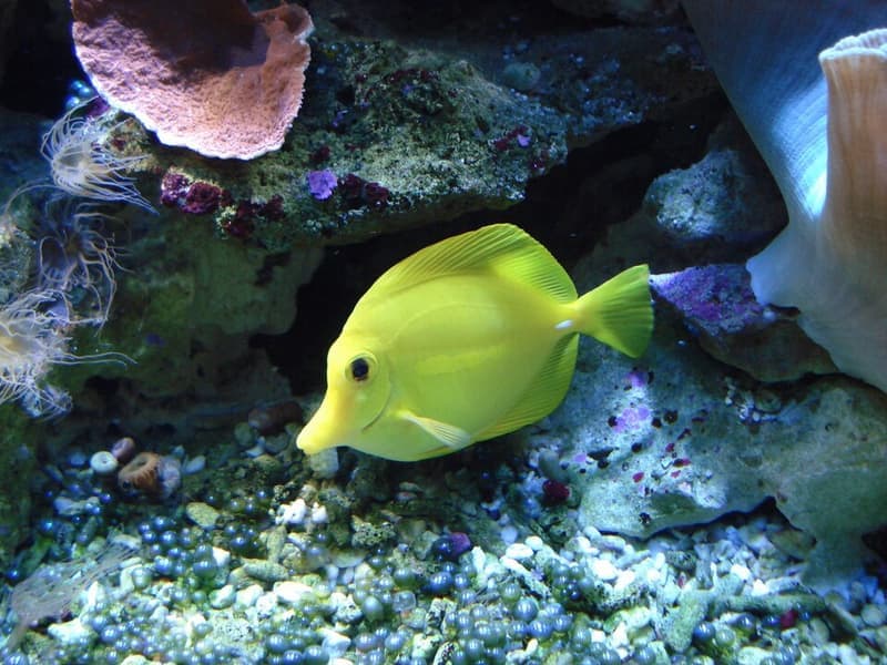 Yellow Tang (Zebrasoma flavescens) — photo 5 of 5
