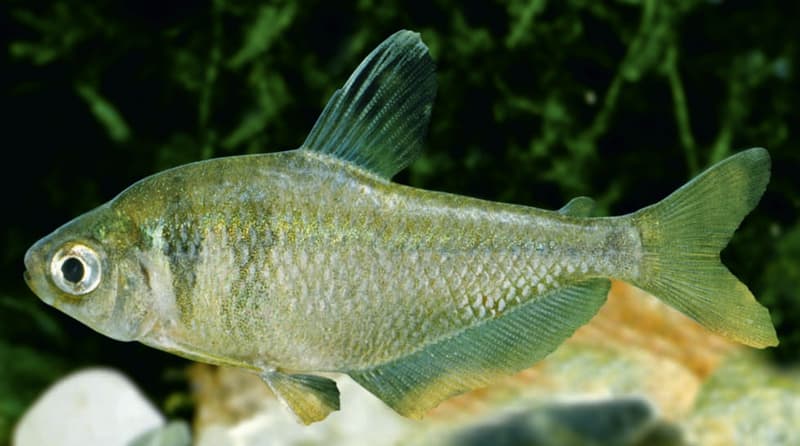 Yellow Tetra (Hyphessobrycon bifasciatus) — photo 1 of 2