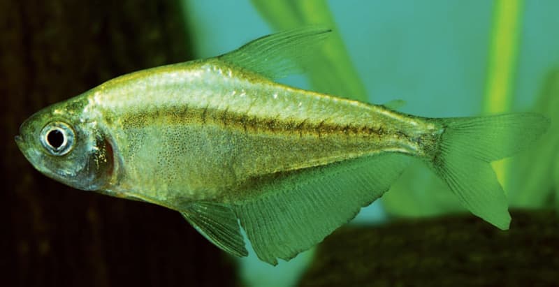 Yellow Tetra (Hyphessobrycon bifasciatus) — photo 2 of 2