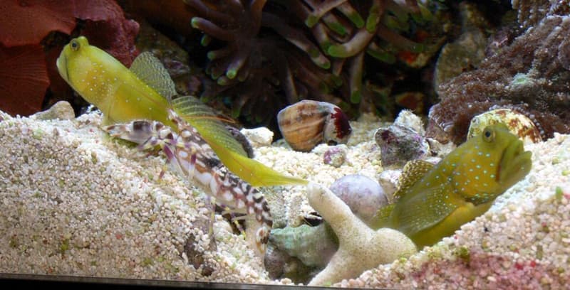 Yellow Watchman Goby (Cryptocentrus cinctus) — photo 1 of 5