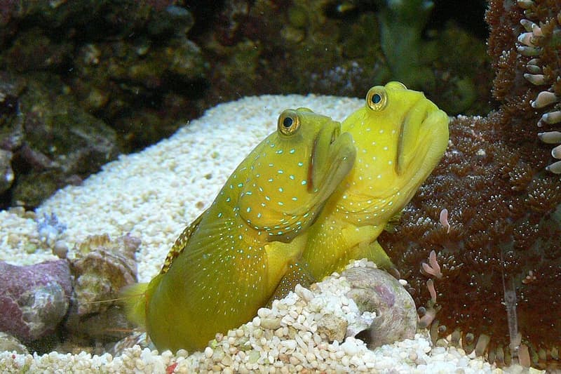 Yellow Watchman Goby (Cryptocentrus cinctus) — photo 2 of 5
