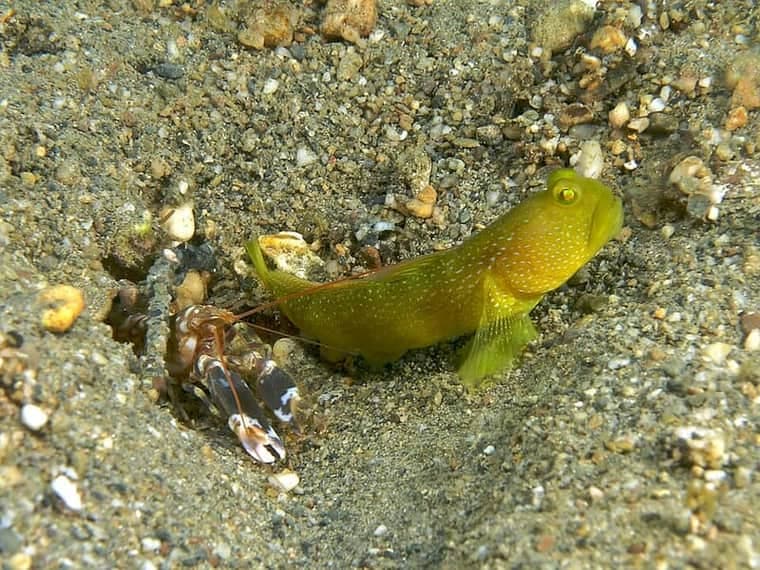 Yellow Watchman Goby (Cryptocentrus cinctus) — photo 3 of 5