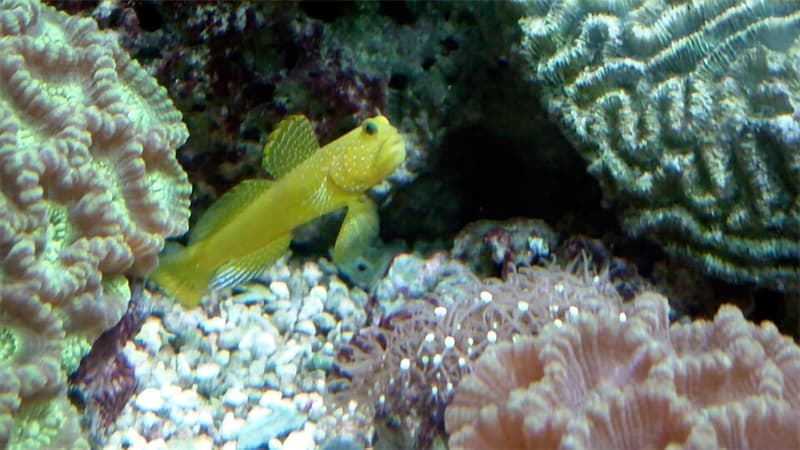 Yellow Watchman Goby (Cryptocentrus cinctus) — photo 4 of 5