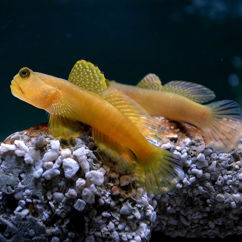 Yellow Watchman Goby (Cryptocentrus cinctus) — photo 5 of 5