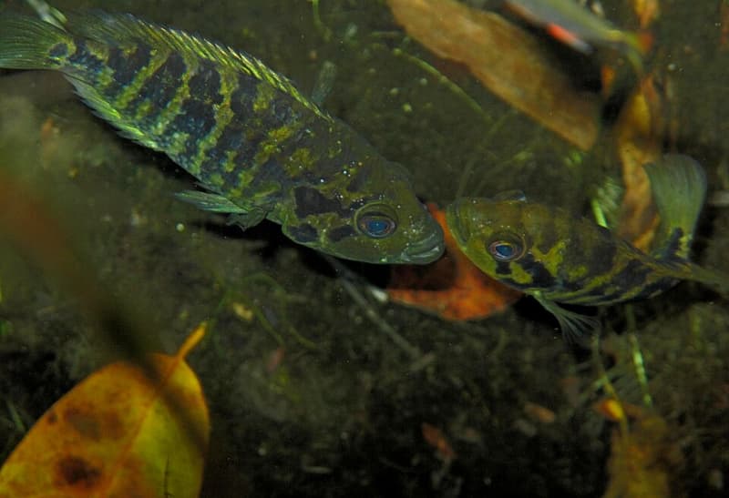 Yellowjacket Cichlid (Parachromis friedrichsthalii) — photo 1 of 1