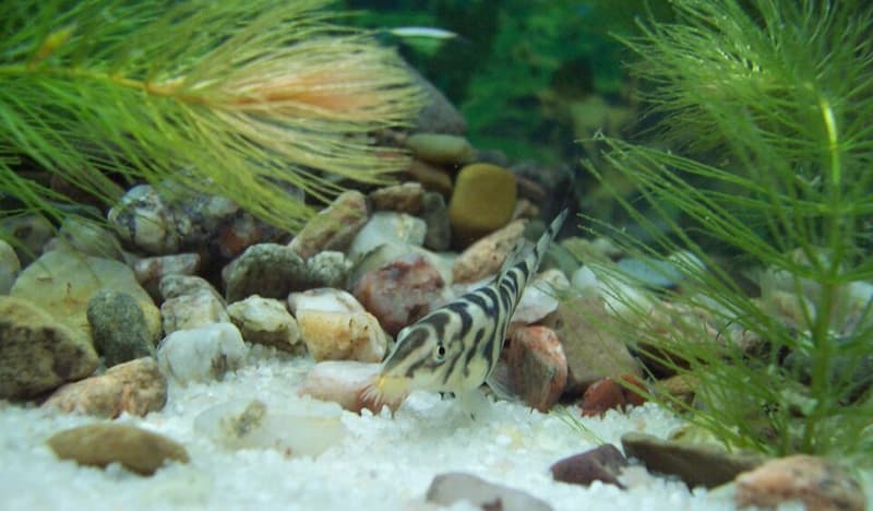 Yoyo Loach (Botia almorhae) — photo 1 of 4