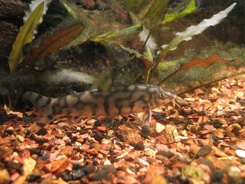 Yoyo Loach (Botia almorhae) — photo 2 of 4