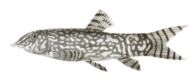 Yoyo Loach (Botia almorhae) — photo 3 of 4