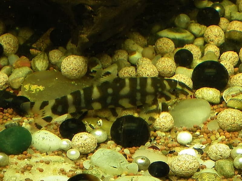 Yoyo Loach (Botia almorhae) — photo 4 of 4