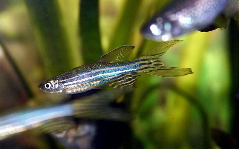 Zebra Danio (Danio rerio) — photo 1 of 5