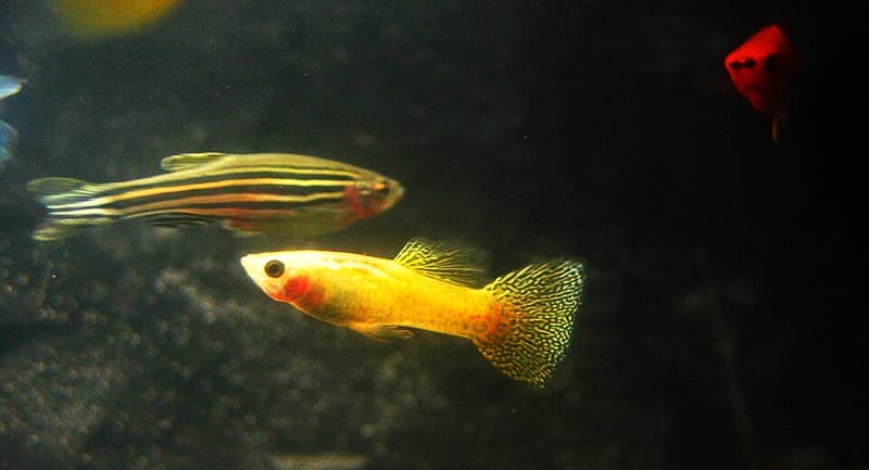 Zebra Danio (Danio rerio) — photo 2 of 5