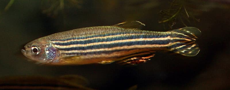 Zebra Danio (Danio rerio) — photo 3 of 5