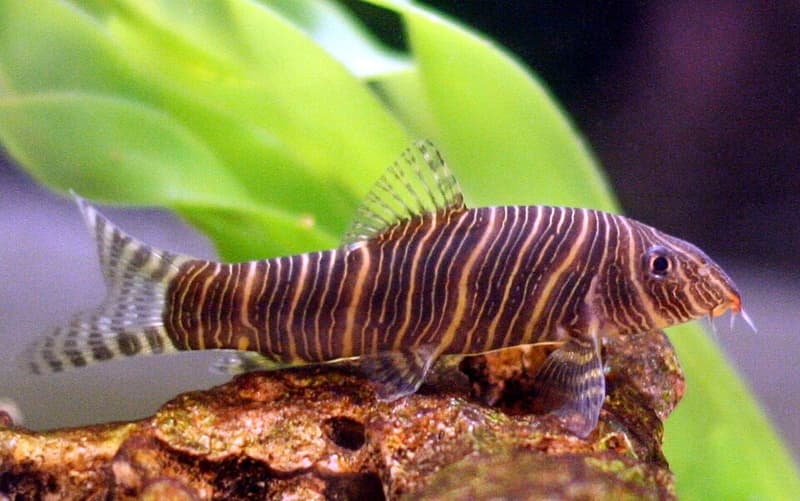 Zebra Loach (Botia striata) — photo 1 of 3