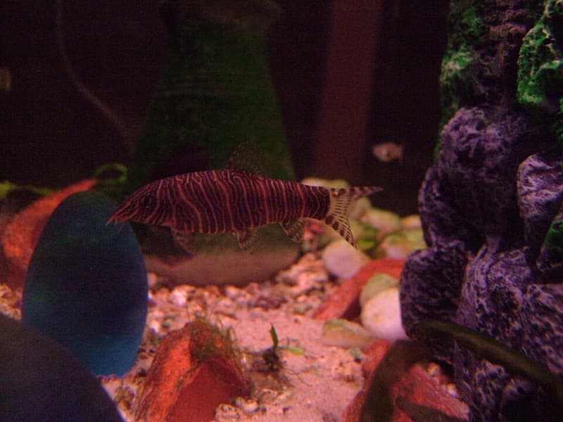 Zebra Loach (Botia striata) — photo 2 of 3